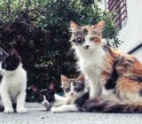 Cat Contraception: What Are the Options?