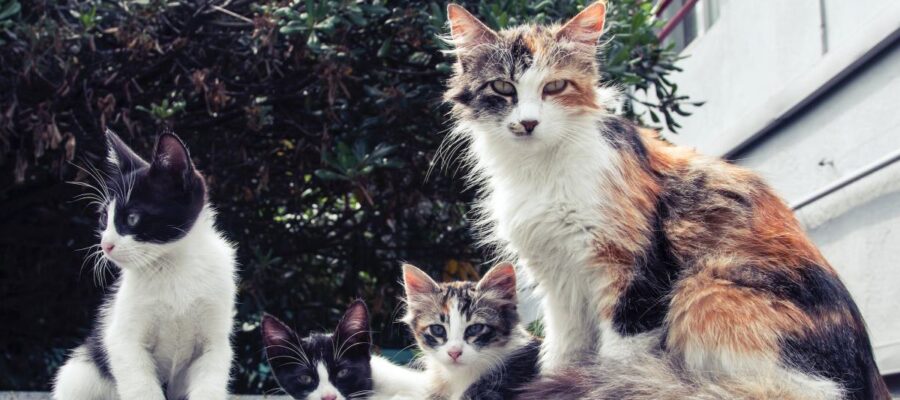 Contraception de la chatte : quelles solutions ?