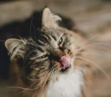 Cat Drooling: Why Does It Happen and What Should You Do?