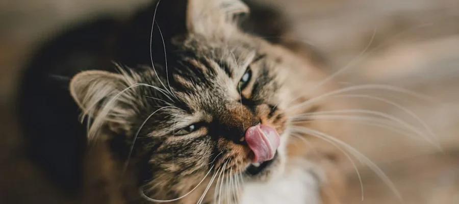 Cat drooling