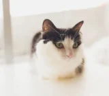 Cat Tapeworm: Symptoms and Treatment