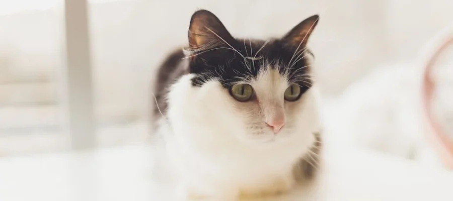 chat tenia