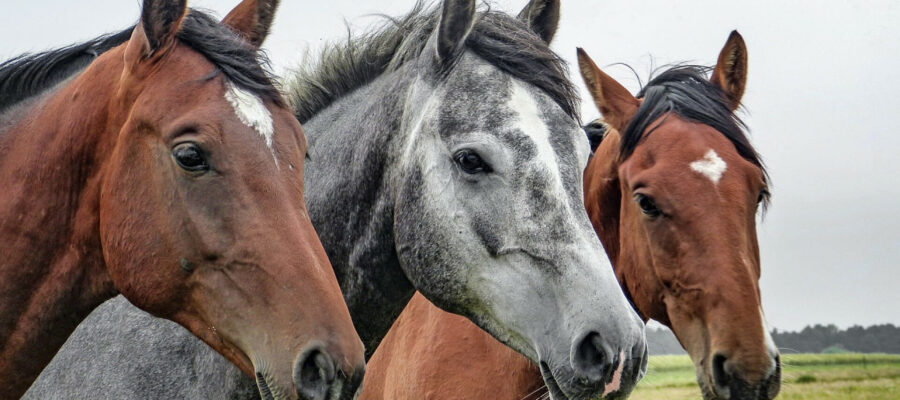 Choosing premium feed for horses