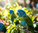 Discover the Shocking Signs That Your Budgerigar Is Ready to Mate!