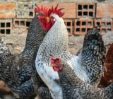 Do Hens and Roosters Get Along? Complete 2026 Guide
