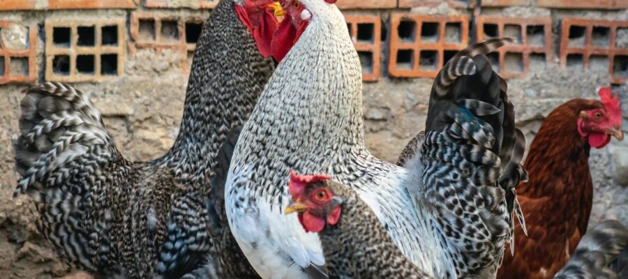 les secrets de la vie en basse cour comment les poules et les coqs s'entendent ils