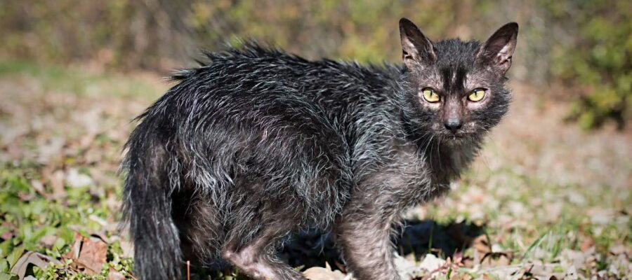 le chat lykoi, à la fois mignon et effrayant