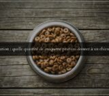 Feeding: How Much Dry Dog Food Should You Give an Adult Dog?