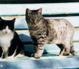 Feline FIP: Causes and Prognosis