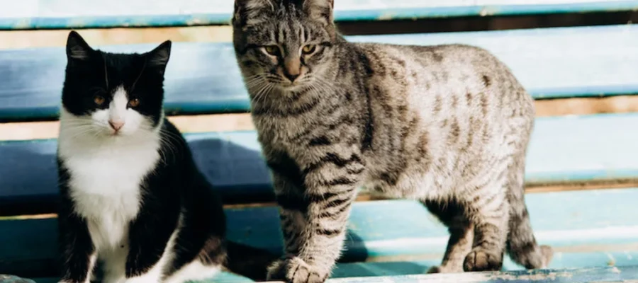 deux chats sur un banc