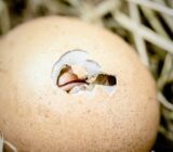 Hens Eating Their Own Eggs: 5 Effective Solutions