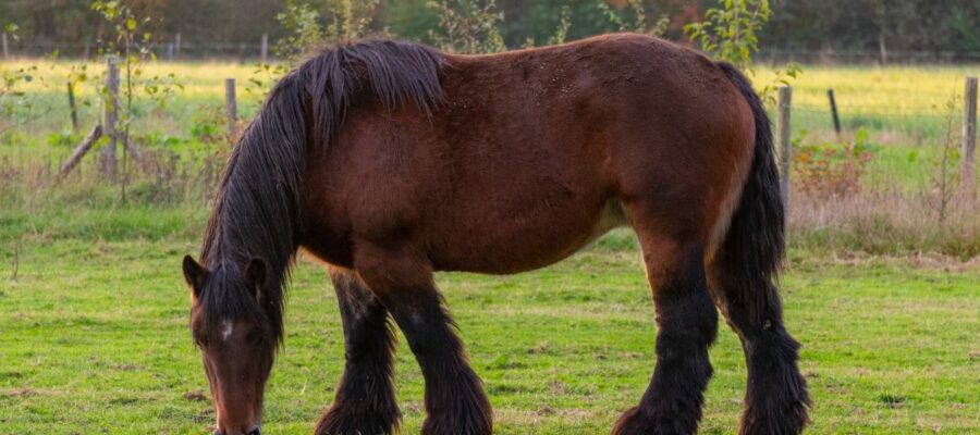 assurance mortalité cheval