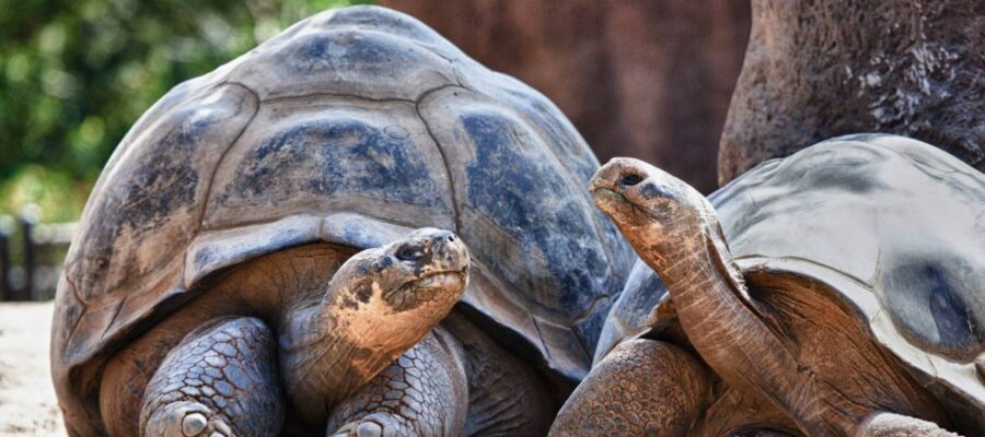 reconnaitre âge tortue