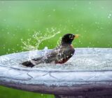 How Can You Keep Your Birds’ Feathers Clean and Healthy for Vibrant Colors? – rolunar