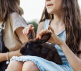 How Do You Train a Dwarf Rabbit?