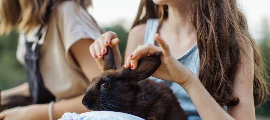 comment faire pour éduquer un lapin nain