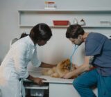 How Often Should You Take Your Dog to the Veterinarian?