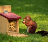 How to Attract Squirrels to Your Garden
