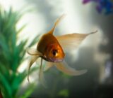 How to Care for a Goldfish in an Aquarium?