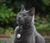 How to Choose the Best GPS Tracker for Your Cat?