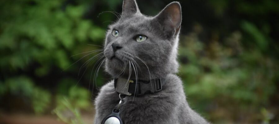 comment choisir le meilleur gps pour chat