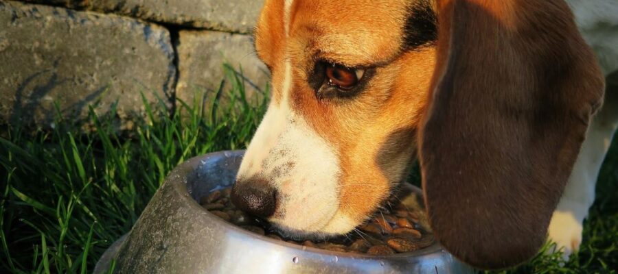 Comment choisir la meilleure nourriture naturelle pour votre chien