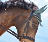 How to Choose the Right Horse Net