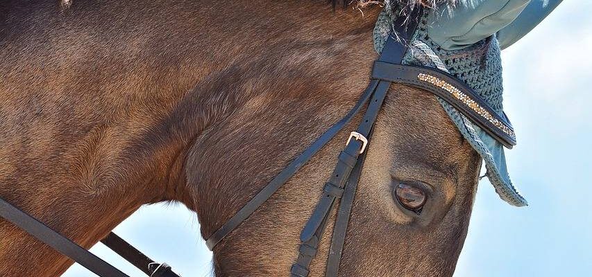 Comment bien choisir un filet pour cheval