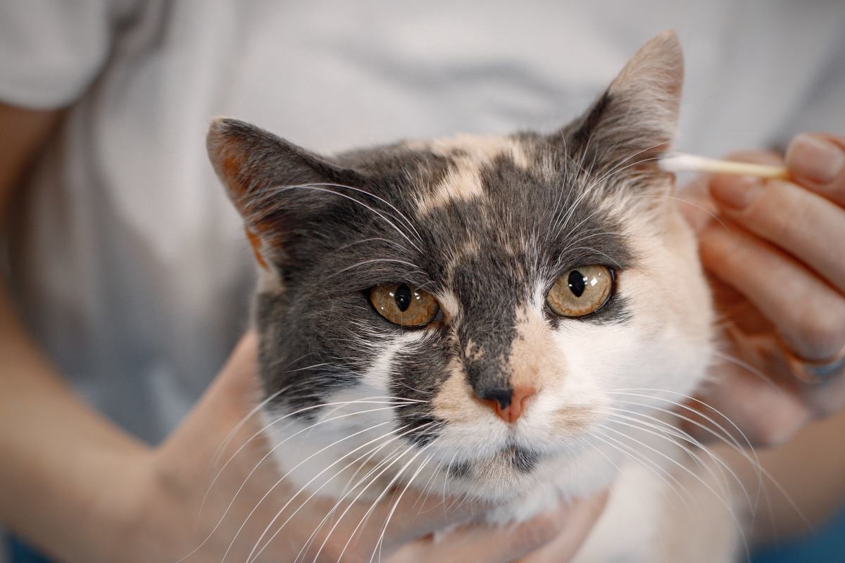comment bien nettoyer les oreilles d'un chat