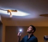 How to Deal with a Rodent in the Ceiling: Quick and Effective Solutions