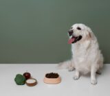 How to Feed Your Aging Dog: Essential Tips