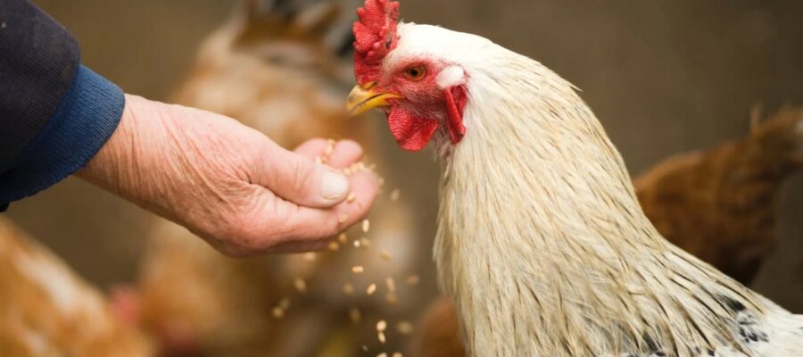 comment nourrir une poule malade