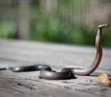 How to Keep Snakes Out of the Garden: A Natural, Safe Method