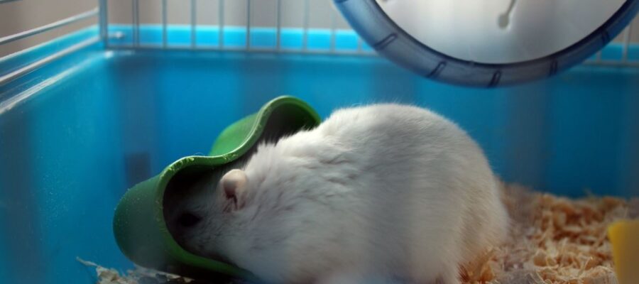bien nettoyer la cage d'un hamster