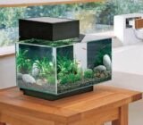 How to Properly Maintain and Clean Your Aquarium