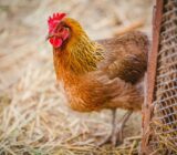 How to Protect My Chickens in Winter: A Practical Guide