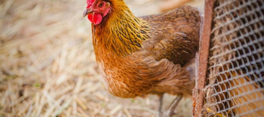 comment protéger ses poules en hiver
