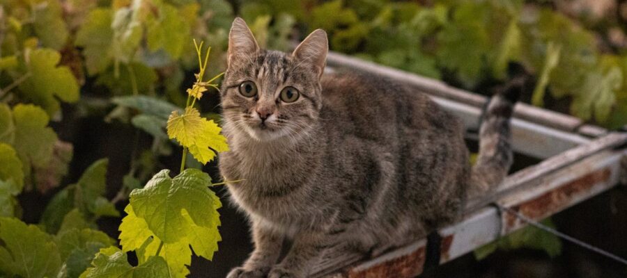 comment et quand récompenser mon chat