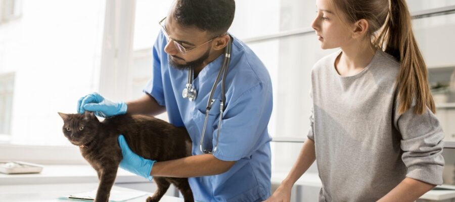 créer clinique vétérinaire