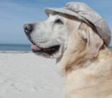 How to Travel with a Dog?