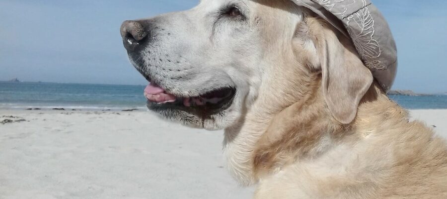 Comment voyager avec un chien ?