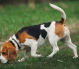 Hunting Dogs: A Complete Guide to All the Breeds