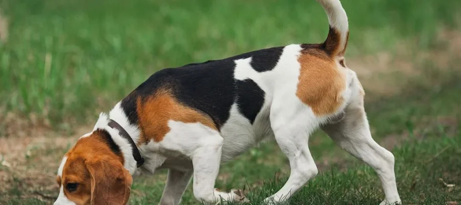 chien beagle