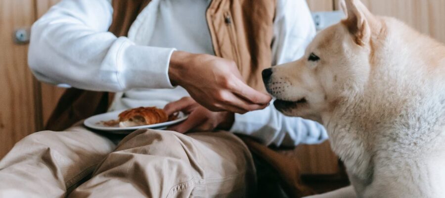 est ce que mon chien peut manger des croissants