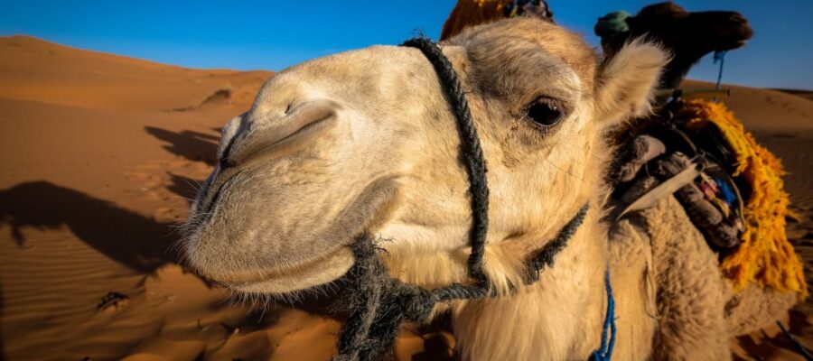 est ce que le chameau est un animal domestique
