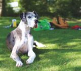Large Dog Growth: A Practical Guide for 2026