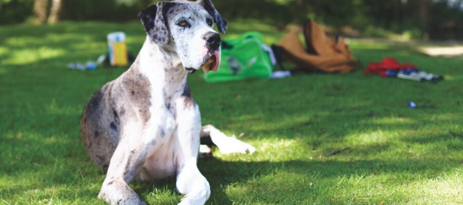 quelle attention porter sur la croissance des chiens de grandes tailles