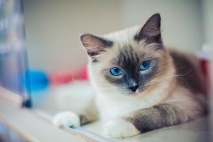 Ragdoll Katze
