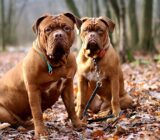 Mastiff: Is a Molossian-Type Dog Naturally Aggressive?