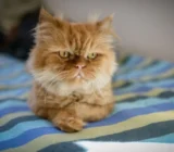Persian Cat: Temperament, Care, and Health